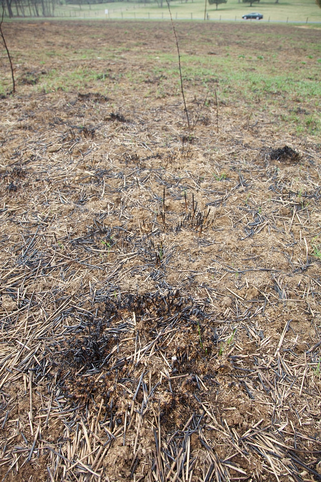 Prescribed burn regrowth of Big Bluestem grasses-1