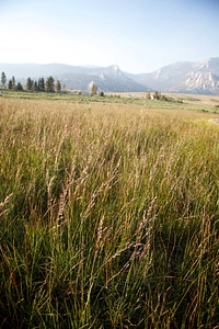 Sierra Nevada high alpine meadow-2 photo