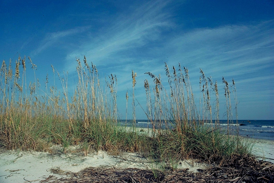 Blackbeard Island coast