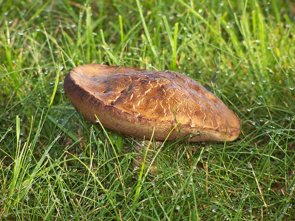 Field eat food