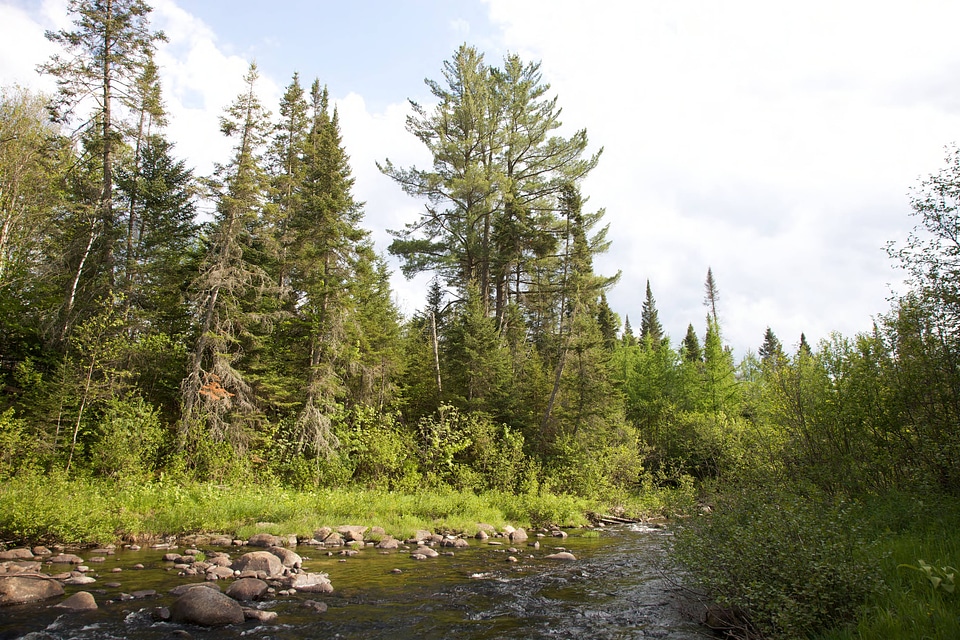View of stream and forest