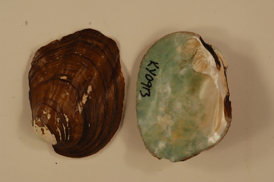 Amblema plicata-2