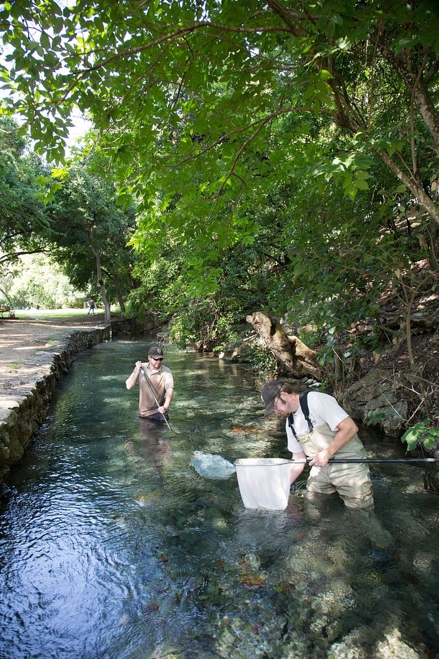 Biologists search for Fountain Darter-3