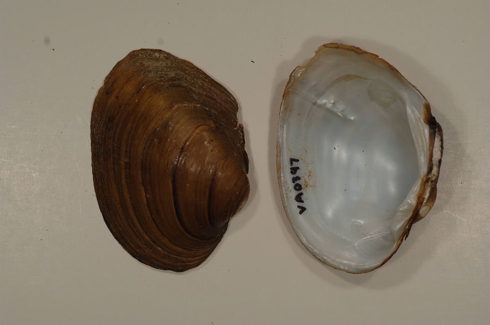 Lampsilis ovata-2