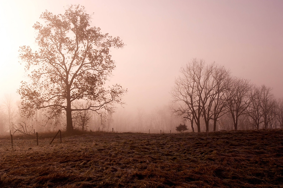 Morning dawn mist-1