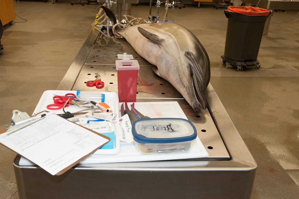 Marine Mammal Stranding Course at NCTC-5