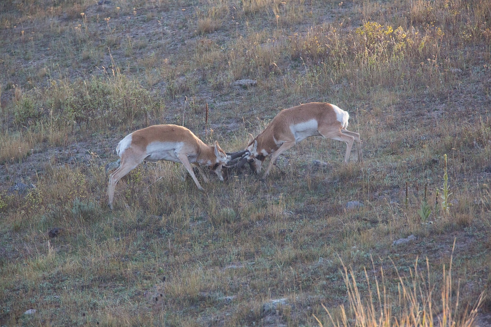Pronghorn Antelope bucks fight-1