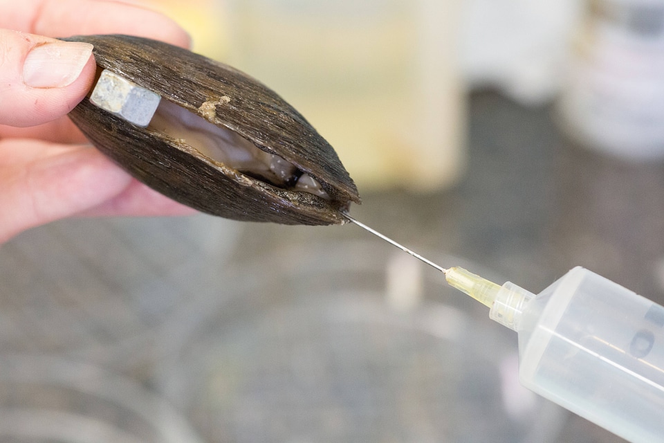 Extracting glochidia from freshwater mussel-1