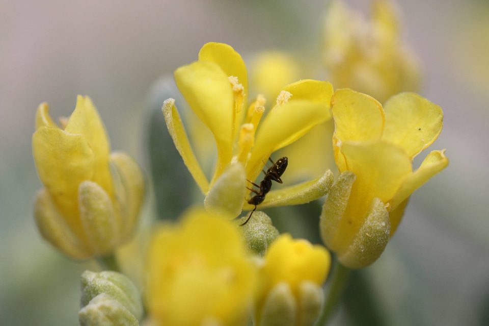 Dudley Bluffs twinpod flowers and ant
