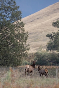 Elk cow and calf photo