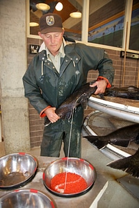 Service employee milking a male Chinook salmon photo