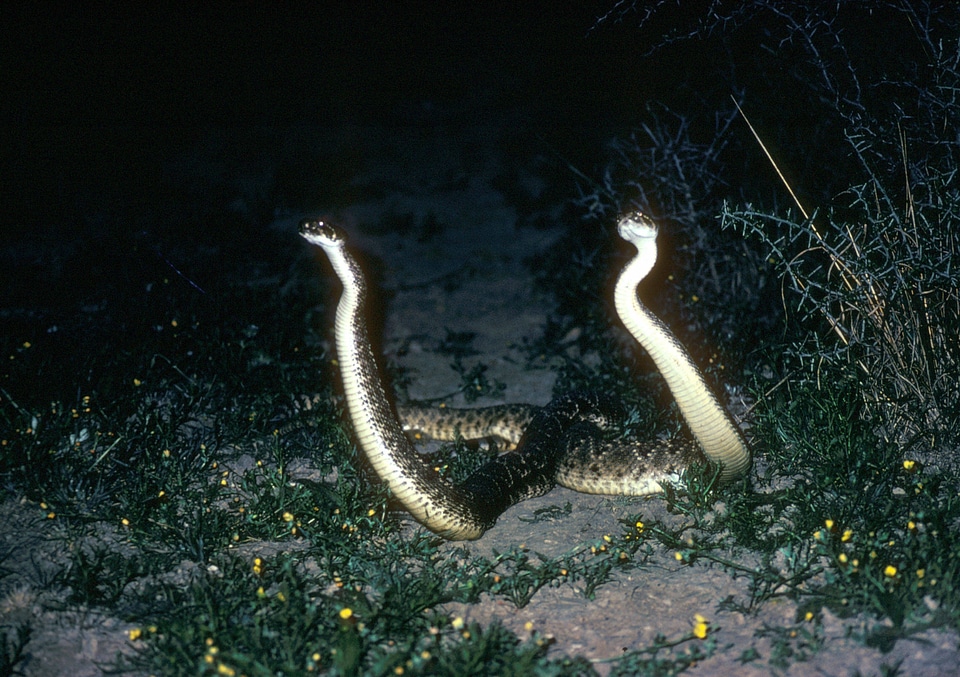Texas diamondback rattlesnakes