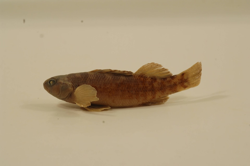 Etheostoma asprigene-2