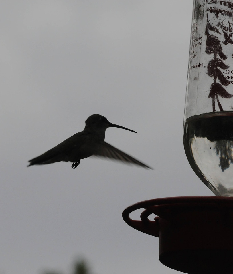 Rufous hummingbird at feeder