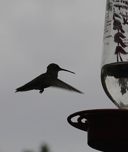 Rufous hummingbird at feeder photo