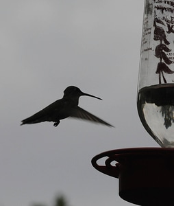 Rufous hummingbird at feeder