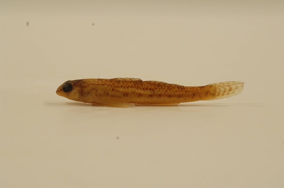 Etheostoma nigrum-1