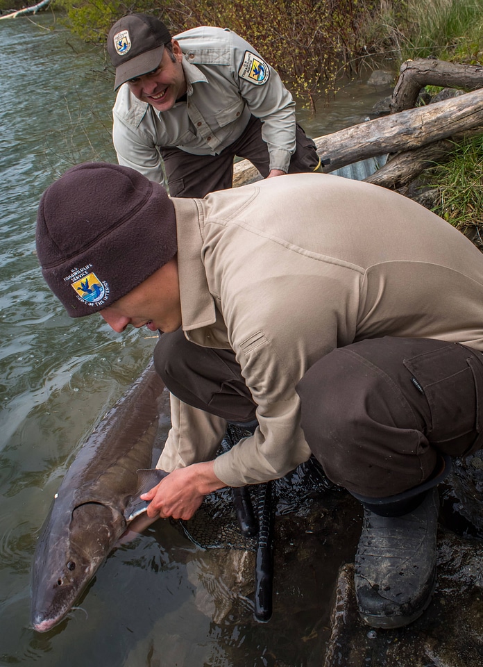 USFWS Fisheries workers prepare to release Lake sturgeon-1