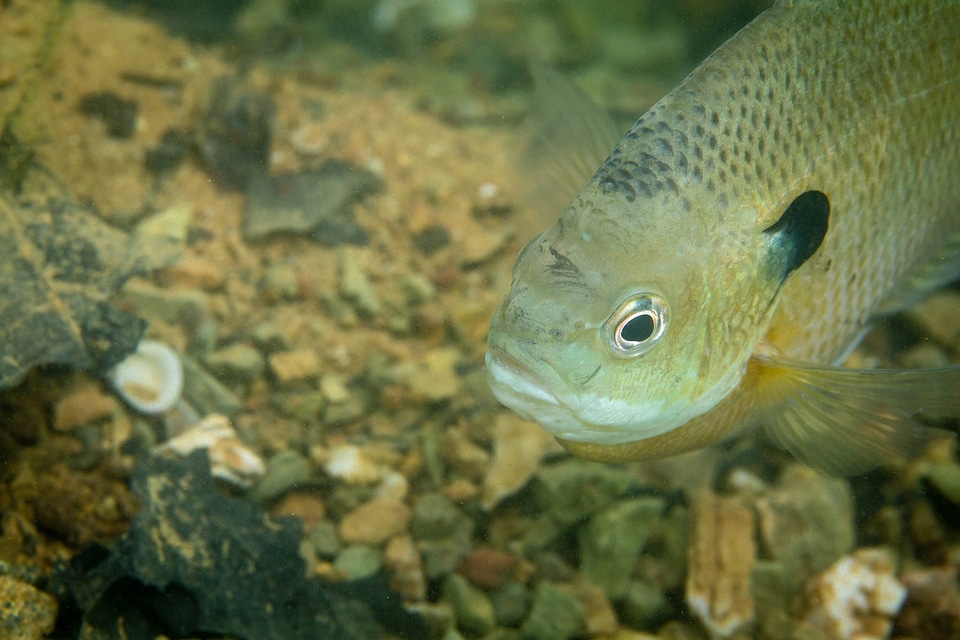 Bluegill on nest-1