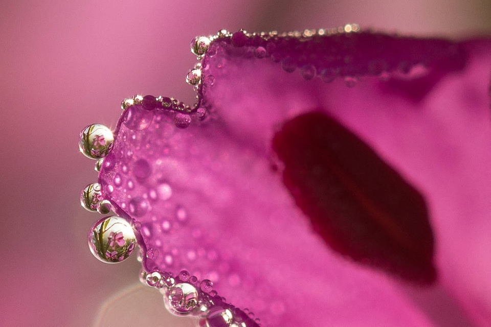 Dew forms on petals of a pink flower