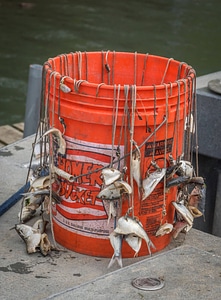 USFWS Bait bucket used for Lake sturgeon capture