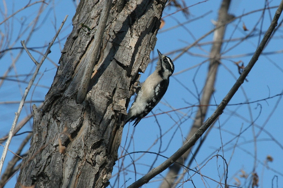 Downy Woodpecker-1