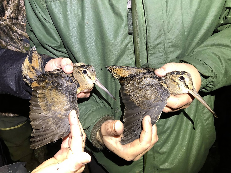 Woodcock banding-1