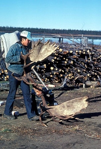 Moose antlers photo