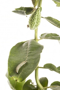 Monarch caterpillar-2