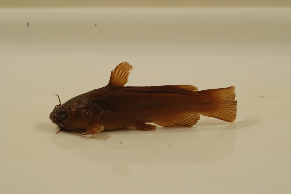Ameiurus melas-2