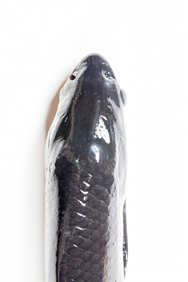 Black Carp-1