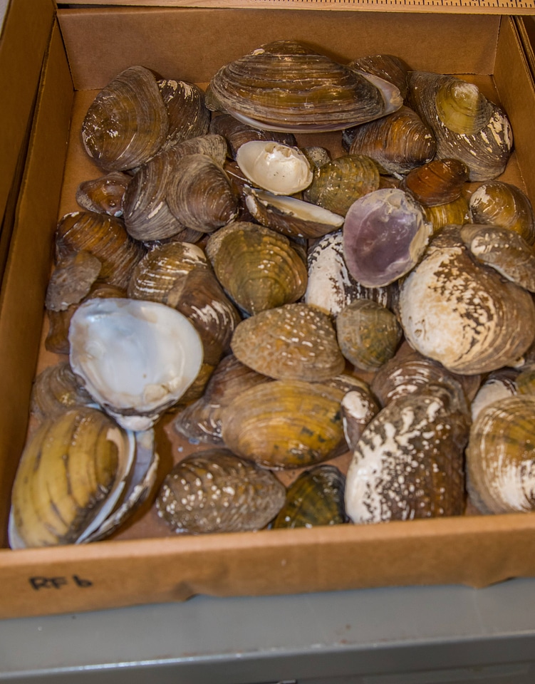 Mussel shells of freshwater mussels
