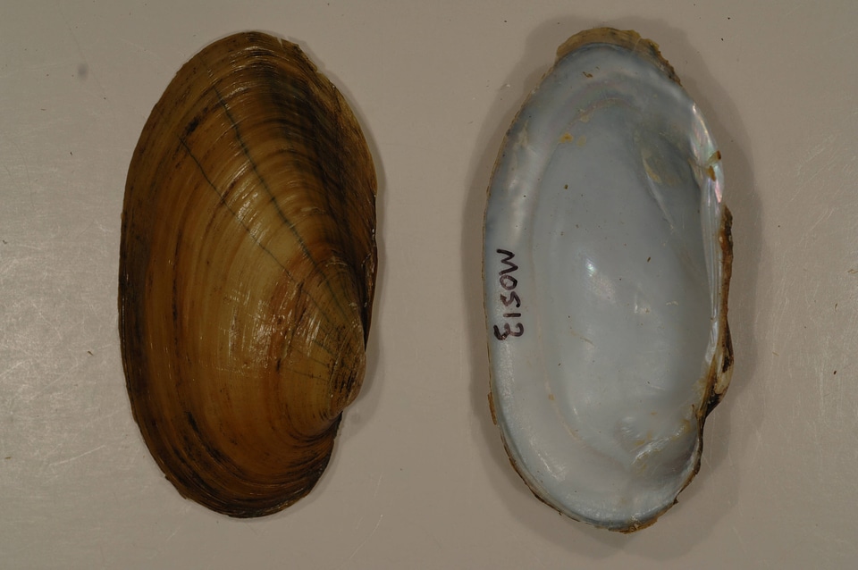 Lampsilis siliquoidea-3