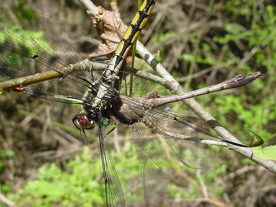 Dragonfly vs. dragonfly