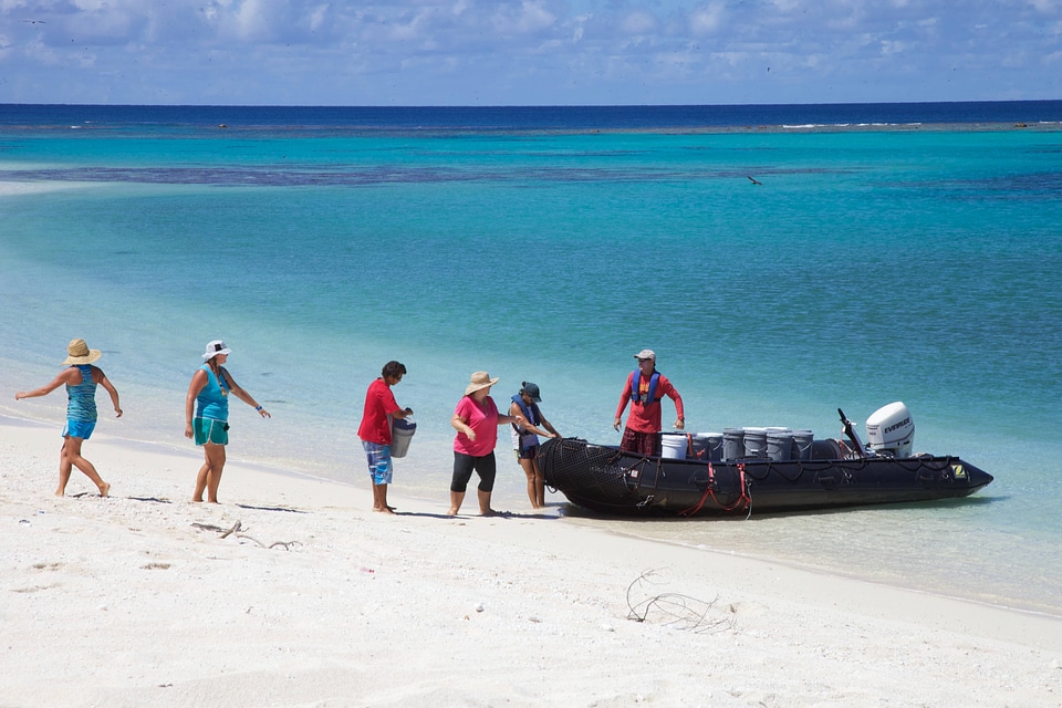 Nihoa Millerbird Translocation-1