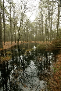Flooding in a woodland area