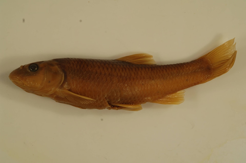 Nocomis leptocephalus-1