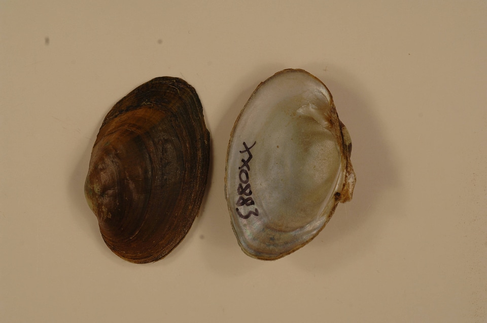 Epioblasma capsaeformis-3