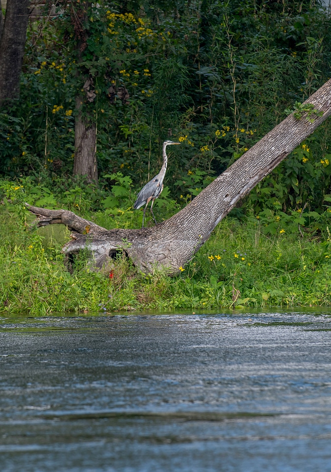 Great blue heron on White River