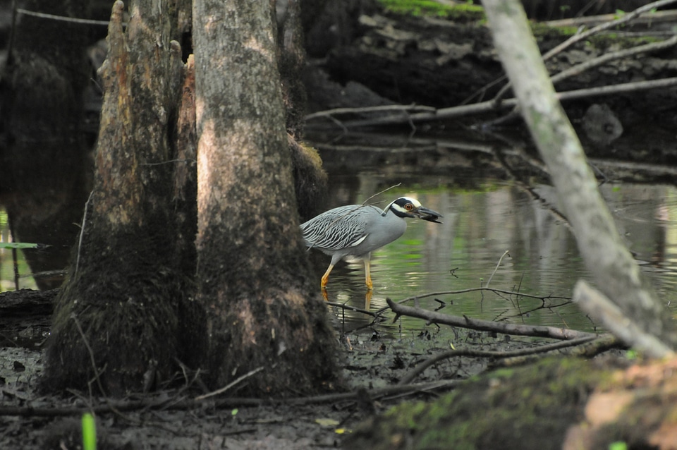 Yellow-crowned night heron-1