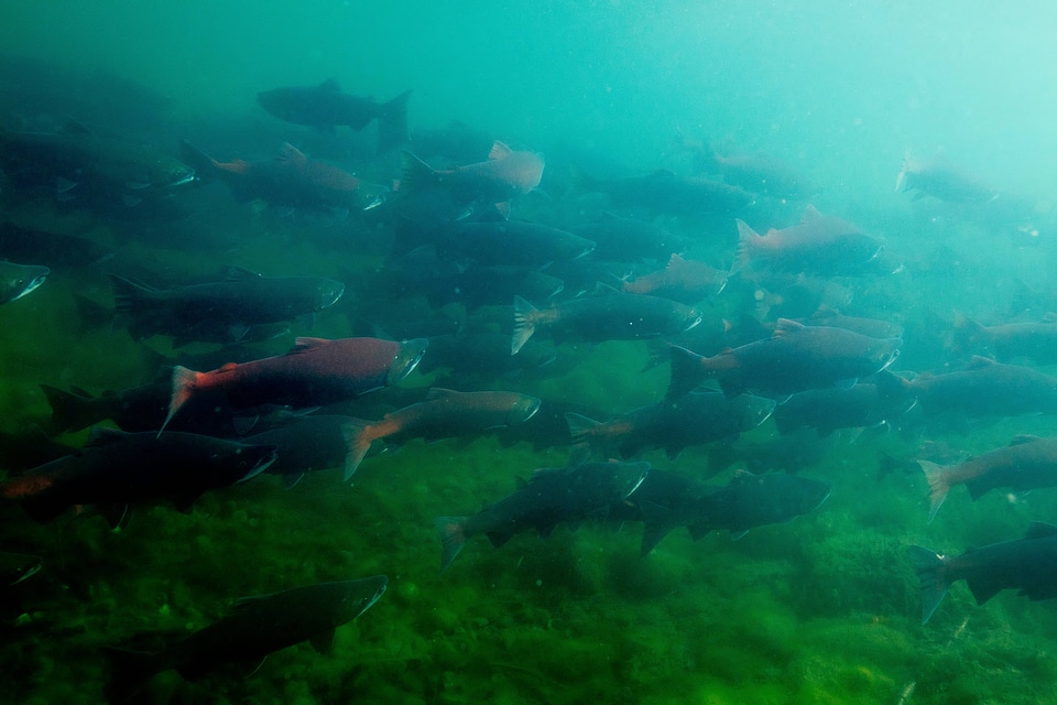  Sockeye Salmon-2
