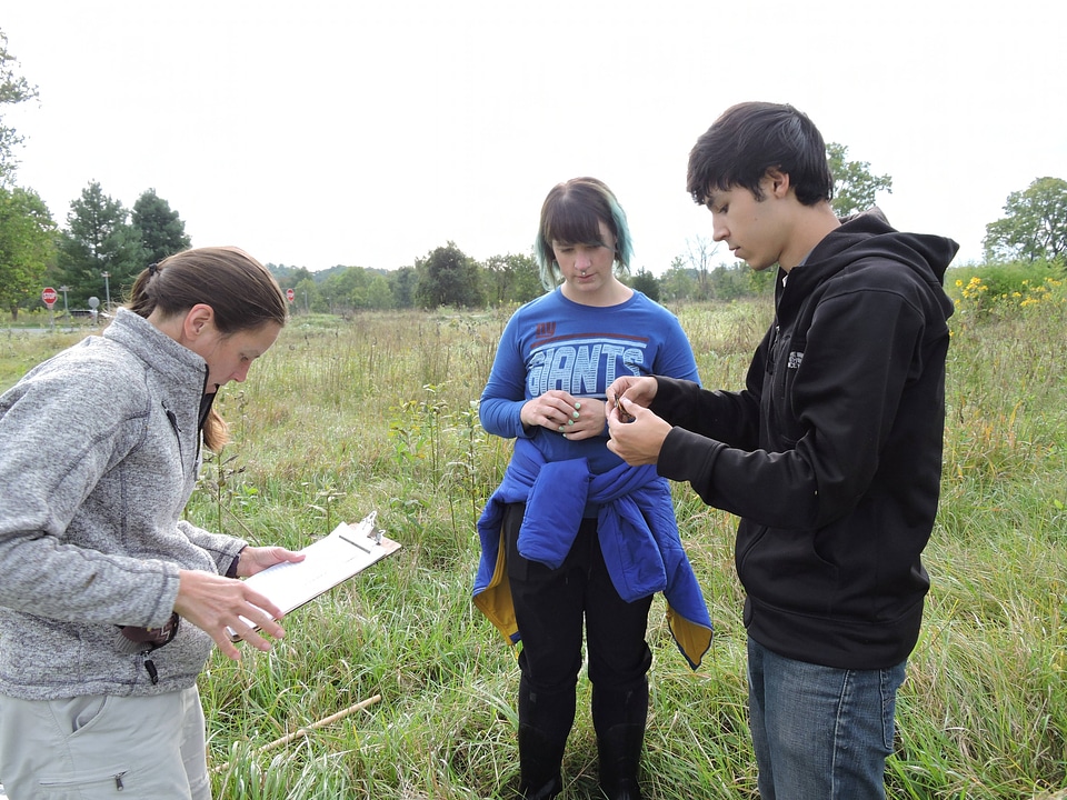 Tagging a Monarch butterfly-1