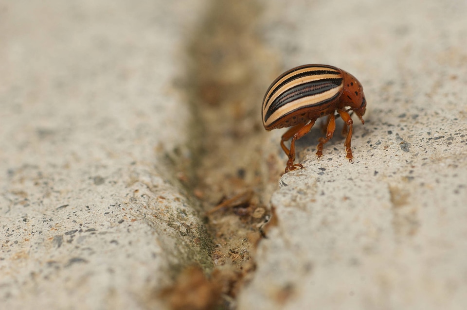 Colorado potato beetle-5