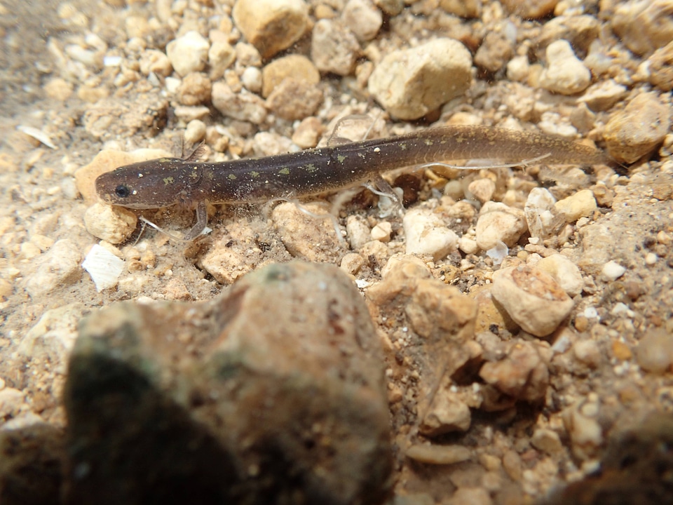 Salado Salamander-6