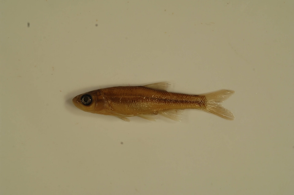 Clinostomus funduloides-2