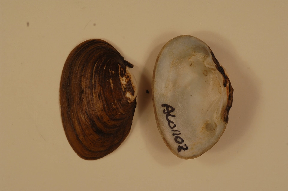 Ptychobranchus foremanianus-2