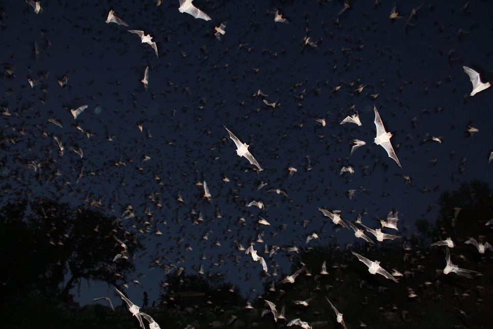 Mexican free-tailed bats exiting Bracken Bat Cave-2