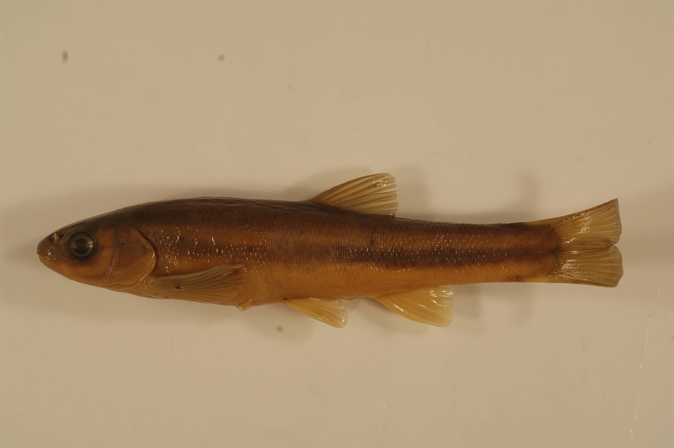 Chrosomus neogaeus