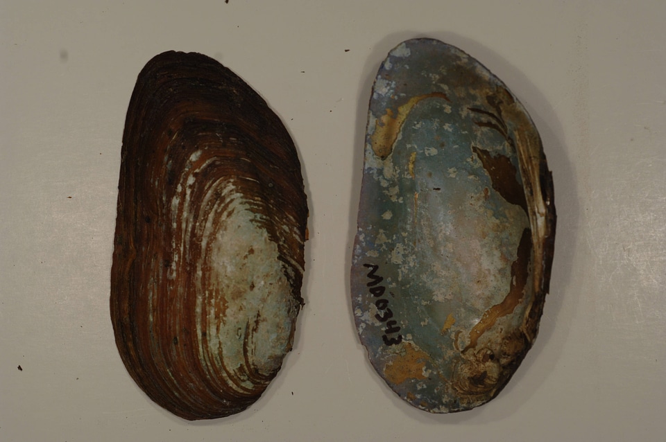 Elliptio complanata-1