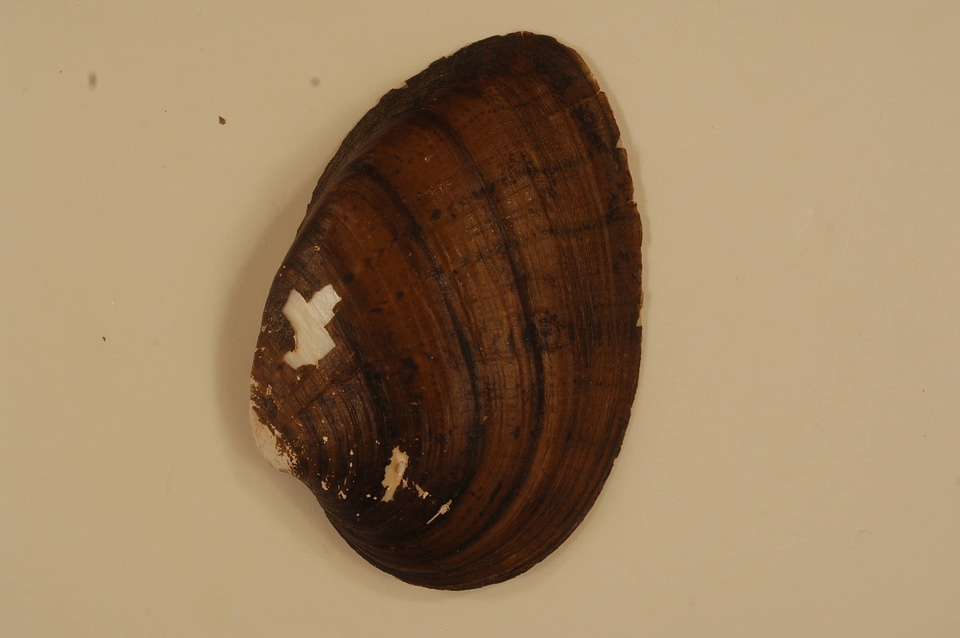 Ellipsaria lineolata (outside)-4